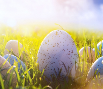 Voedingstip voor april : Eieren zijn goed voor je