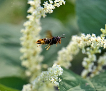 Guêpes, abeilles et autres hyménoptères